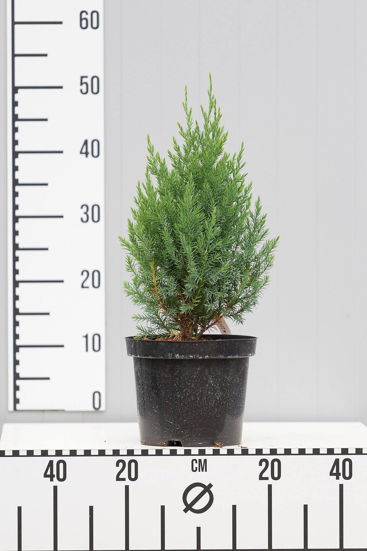 Можжевельник китайский Стрикта